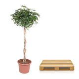 Schefflera Arboricola Compacta gevlochten stam ↕ 200 cm hoog  ⟷ 50 cm pot