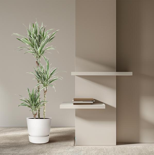 Dracaena White Stripe ↕ 150 cm hoog  ⟷ 24 cm pot