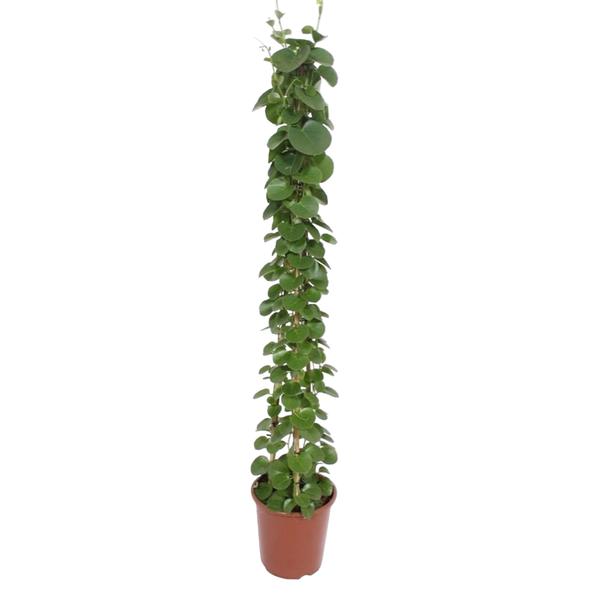 Cissus rotundifolia pyramide ↕ 150 cm hoog  ⟷ 27 cm pot
