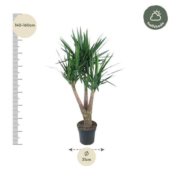 Yucca Elephantipe vertakt ↕ 150 cm hoog  ⟷ 31 cm pot