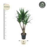 Yucca Elephantipe vertakt ↕ 150 cm hoog  ⟷ 31 cm pot