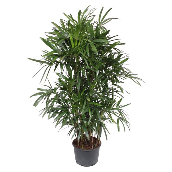 Rhapis Excelsa ↕ 240 cm hoog  ⟷ 44 cm pot