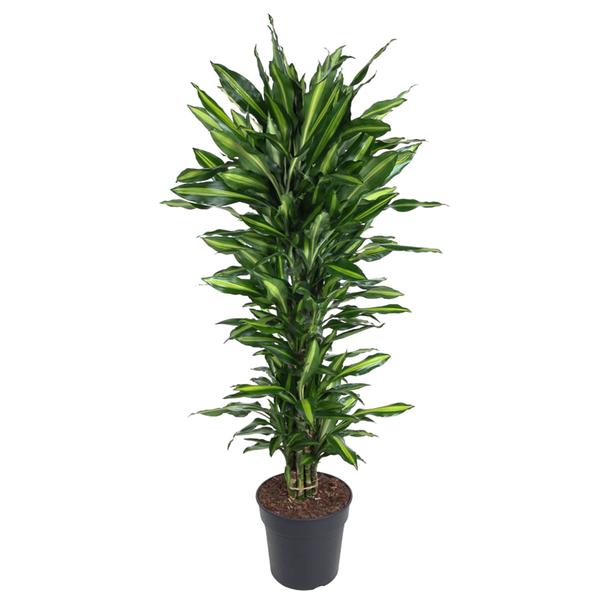 Dracaena Cintho vertakt ↕ 150 cm hoog  ⟷ 31 cm pot