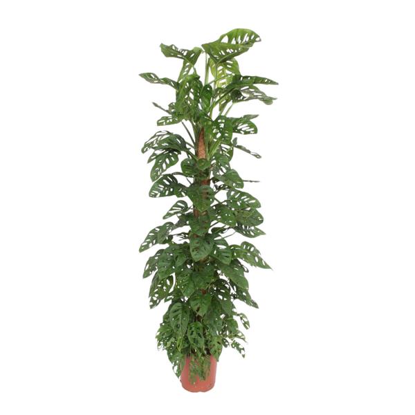 Monstera Monkey Leaf mosstok ↕ 170 cm hoog  ⟷ 27 cm pot