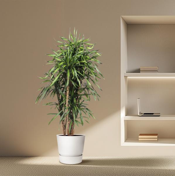 Dracaena Riki ↕ 160 cm hoog  ⟷ 34 cm pot