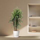Dracaena Riki ↕ 160 cm hoog  ⟷ 34 cm pot
