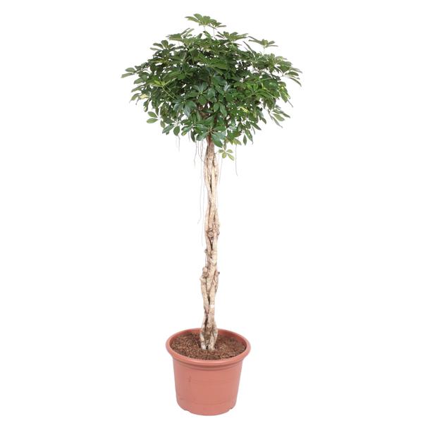 Schefflera Arboricola Compacta gevlochten stam ↕ 200 cm hoog  ⟷ 50 cm pot