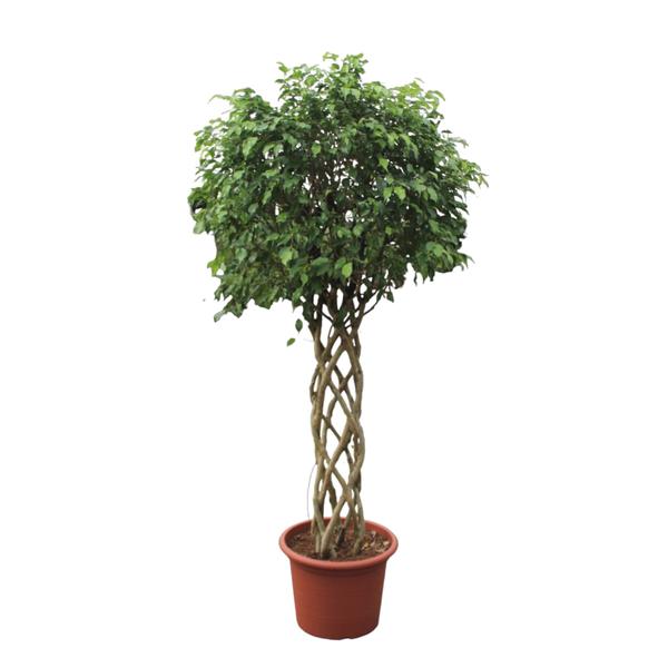 Ficus Benjamina Exotica gevlochten stam ↕ 240 cm hoog  ⟷ 55 cm pot