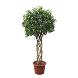 Ficus Benjamina Exotica gevlochten stam ↕ 240 cm hoog  ⟷ 55 cm pot
