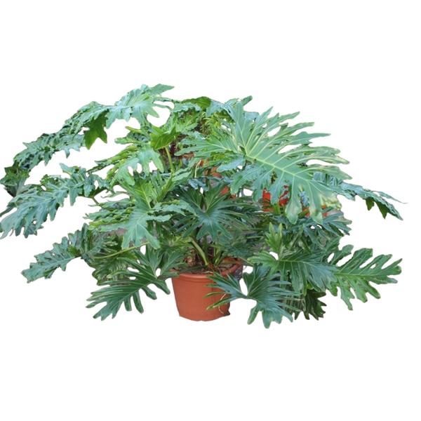 Philodendron Bipinnatifidum Cum Laude ↕ 150 cm hoog  ⟷ 55 cm pot