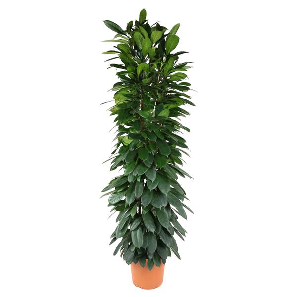 Ficus Cyatistipula zuil ↕ 200 cm hoog  ⟷ 35 cm pot