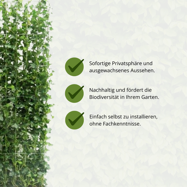 Hedera Hibernica - Klimop - Kant-en-Klaar Haag ↕ 180 cm hoog  ⟷ 120 cm pot