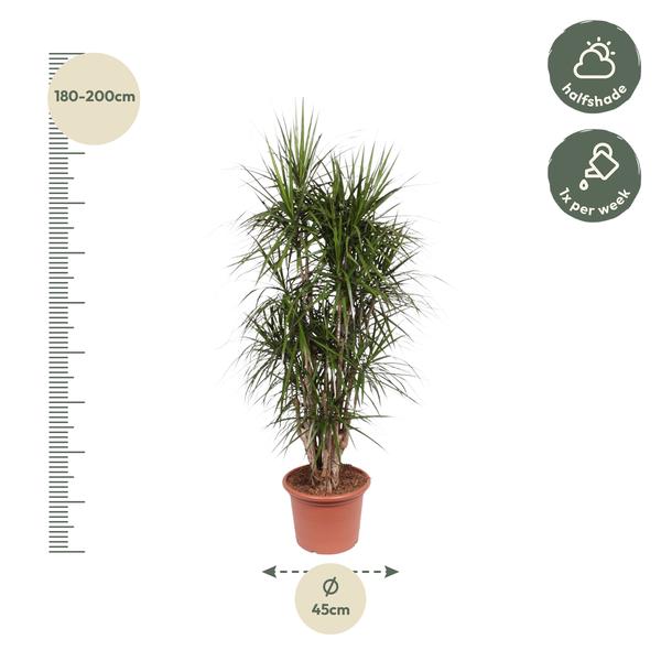 Dracaena Marginata vertakt - 180 cm - ø35