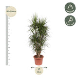 Dracaena Marginata vertakt - 180 cm - ø35