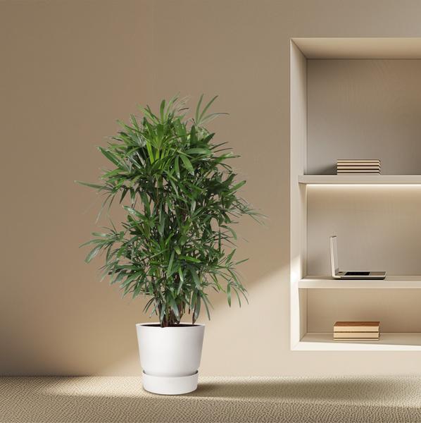 Rhapis Excelsa ↕ 240 cm hoog  ⟷ 44 cm pot
