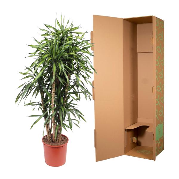 Dracaena Riki ↕ 160 cm hoog  ⟷ 34 cm pot