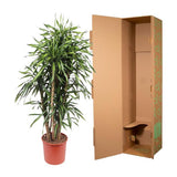 Dracaena Riki ↕ 160 cm hoog  ⟷ 34 cm pot