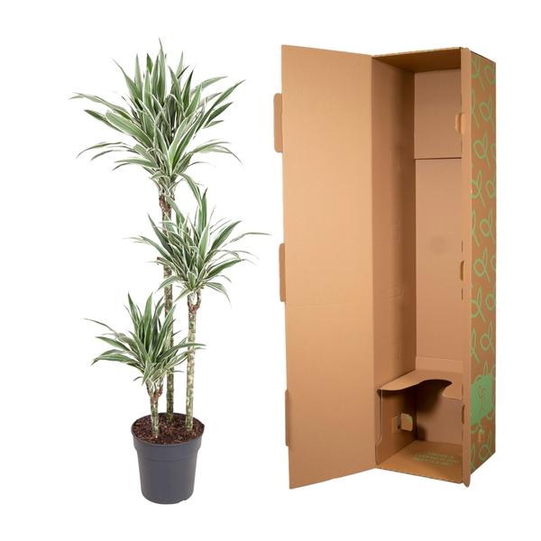 Dracaena White Stripe ↕ 150 cm hoog  ⟷ 24 cm pot