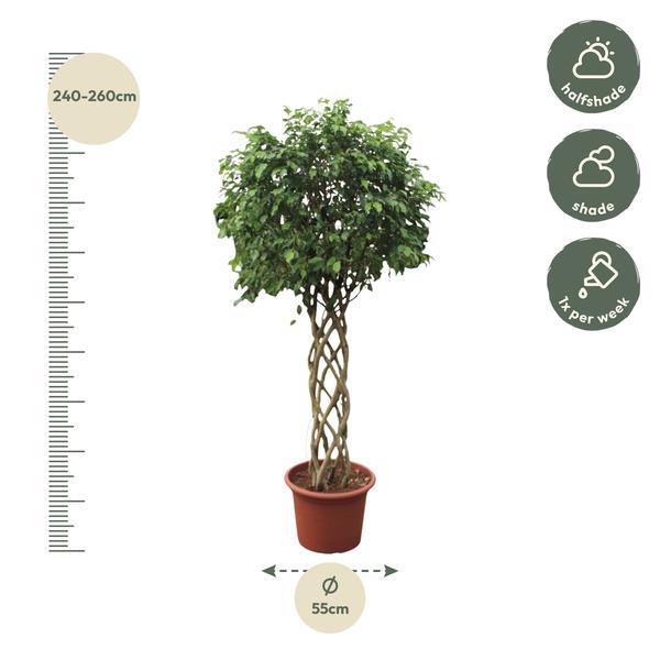 Ficus Benjamina Exotica gevlochten stam ↕ 240 cm hoog  ⟷ 55 cm pot