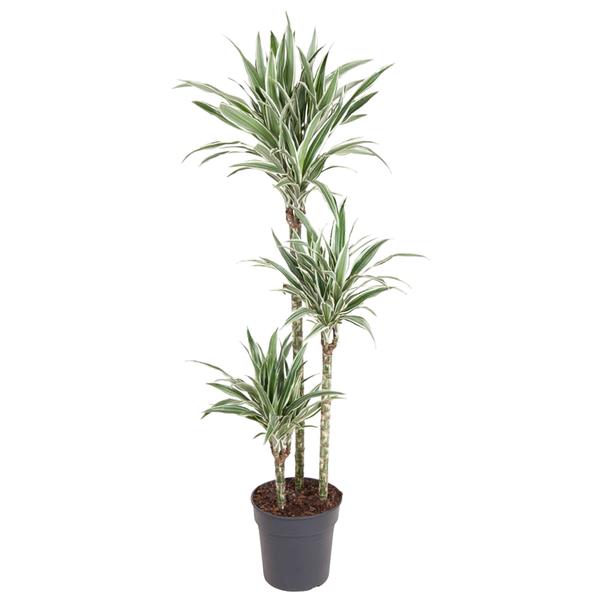 Dracaena White Stripe ↕ 150 cm hoog  ⟷ 24 cm pot