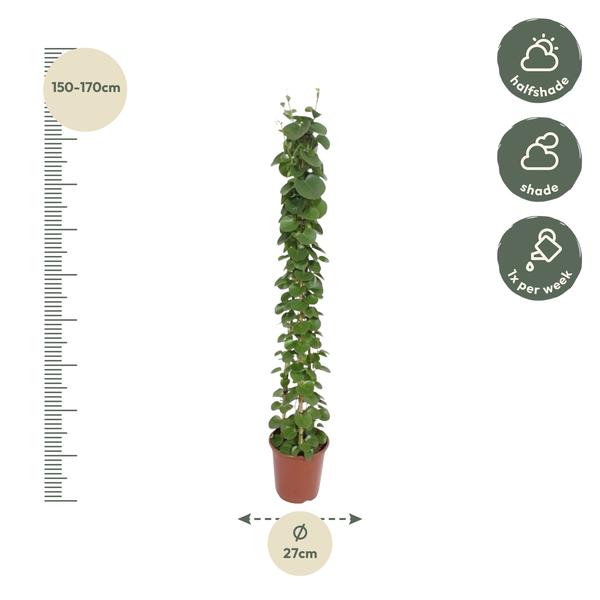 Cissus rotundifolia pyramide ↕ 150 cm hoog  ⟷ 27 cm pot