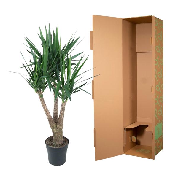 Yucca Elephantipe vertakt ↕ 150 cm hoog  ⟷ 31 cm pot