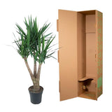 Yucca Elephantipe vertakt ↕ 150 cm hoog  ⟷ 31 cm pot