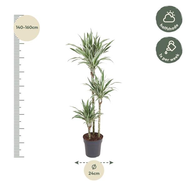 Dracaena White Stripe ↕ 150 cm hoog  ⟷ 24 cm pot