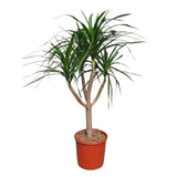 Dracaena Draco vertakt ↕ 150 cm hoog  ⟷ 34 cm pot