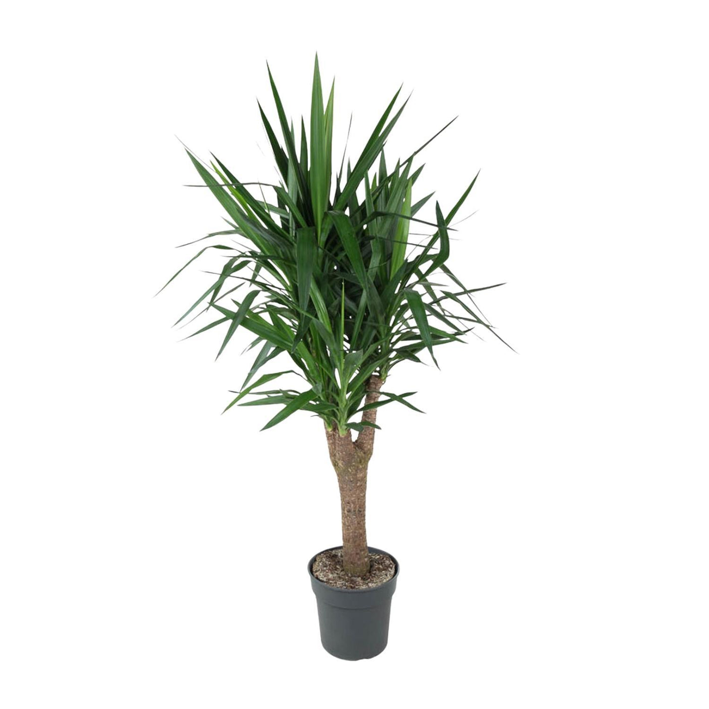 Yucca Elephantipe vertakt ↕ 150 cm hoog  ⟷ 31 cm pot