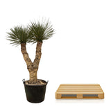 Yucca Rostrata Hidra ↕ 190 cm hoog  ⟷ 60 cm pot