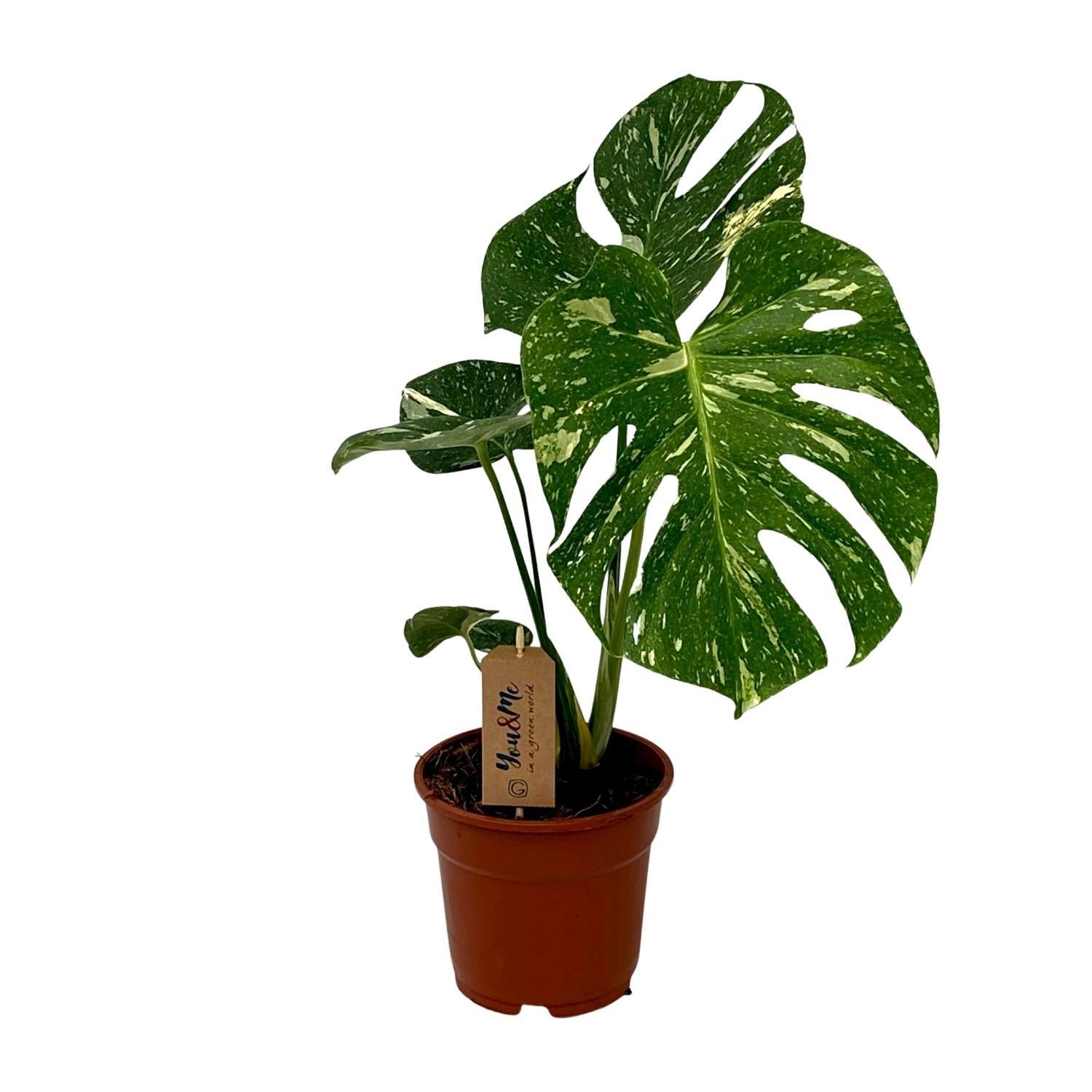 Monstera Deliciosa ↕ 50 cm hoog  ⟷ 15 cm pot
