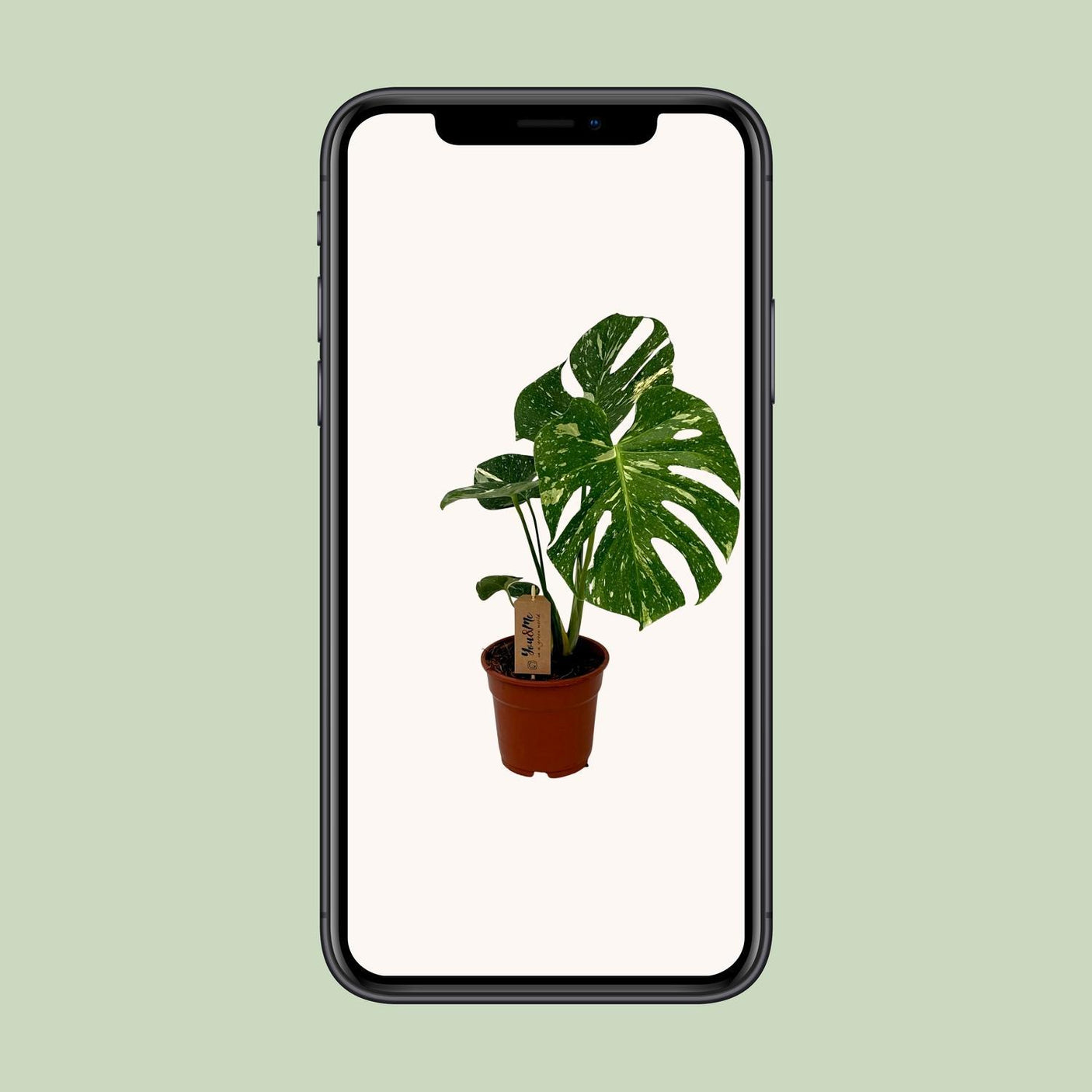 Monstera Deliciosa ↕ 50 cm hoog  ⟷ 15 cm pot