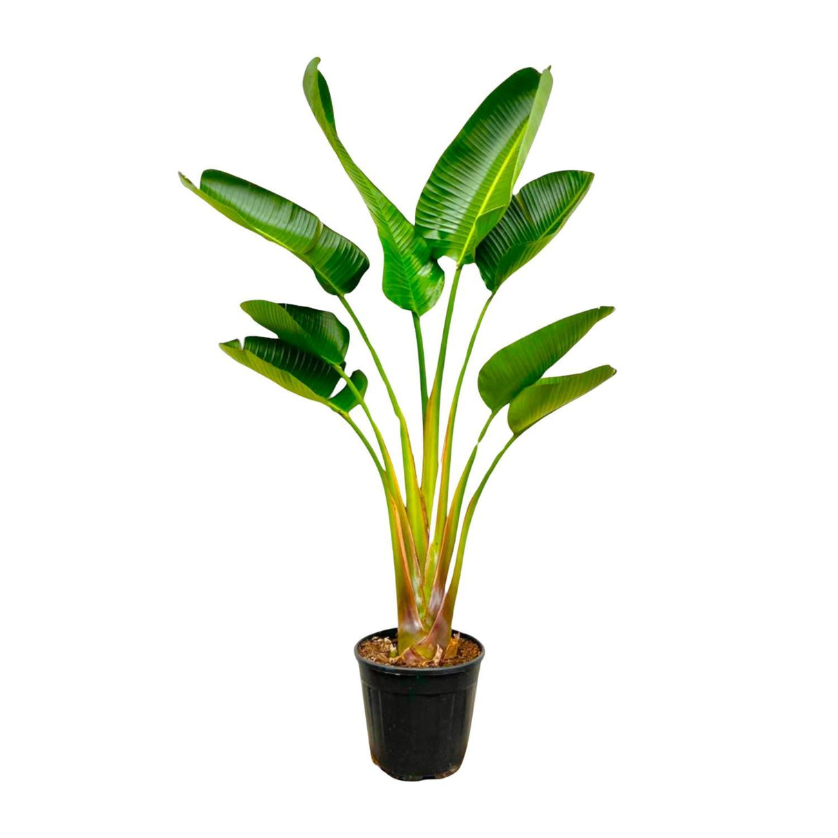 Strelitzia Augusta ↕ 160 cm hoog  ⟷ 28 cm pot