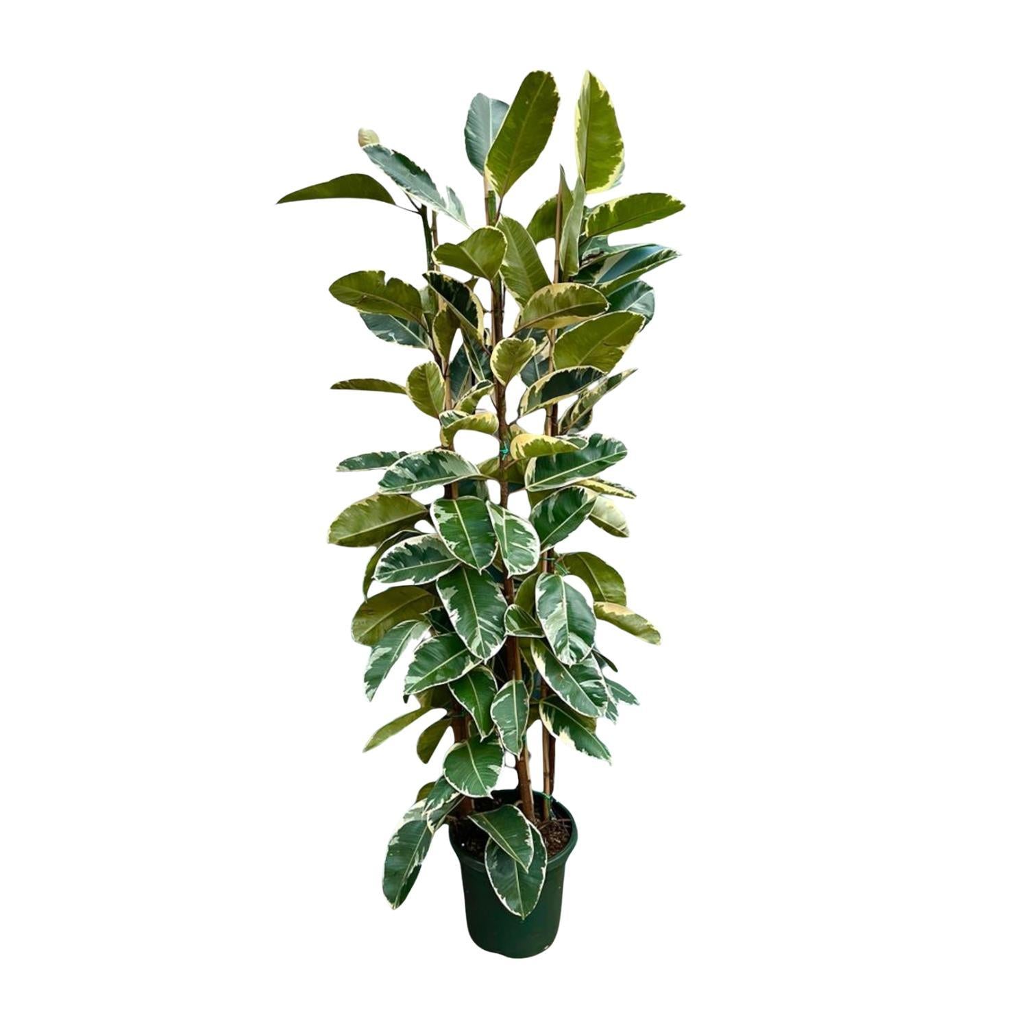 Ficus Elastica Tineke struik ↕ 215 cm hoog  ⟷ 40 cm pot
