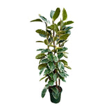 Ficus Elastica Tineke struik ↕ 215 cm hoog  ⟷ 40 cm pot