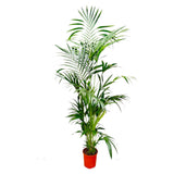 Kentia Palm ↕ 200 cm hoog  ⟷ 24 cm pot