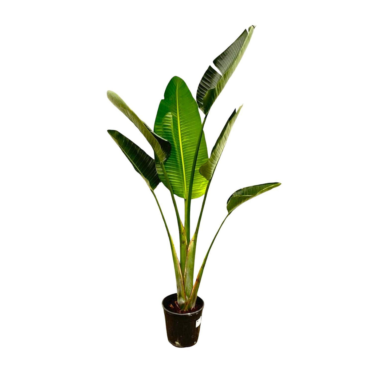Strelitzia Augusta↕ 180 cm hoog  ⟷ 30 cm pot