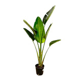 Strelitzia Augusta↕ 180 cm hoog  ⟷ 30 cm pot