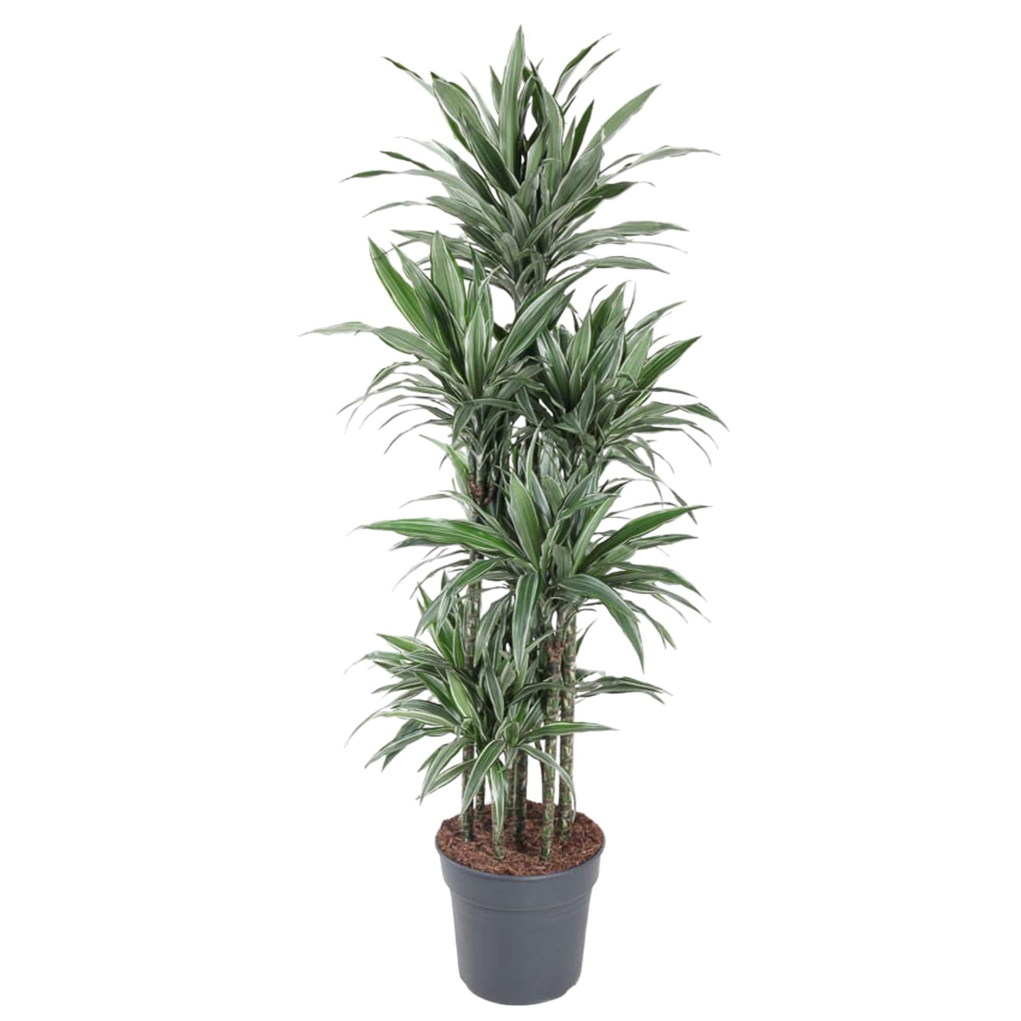 Dracaena Warneckei Carrousel ↕ 180 cm hoog  ⟷ 34 cm pot