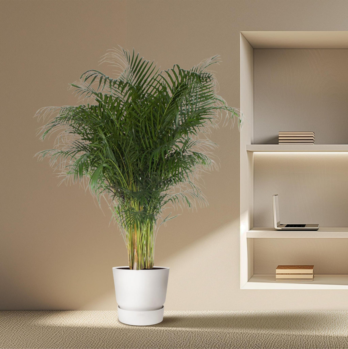 Dypsis Lutescens ↕ 200 cm hoog  ⟷ 34 cm pot