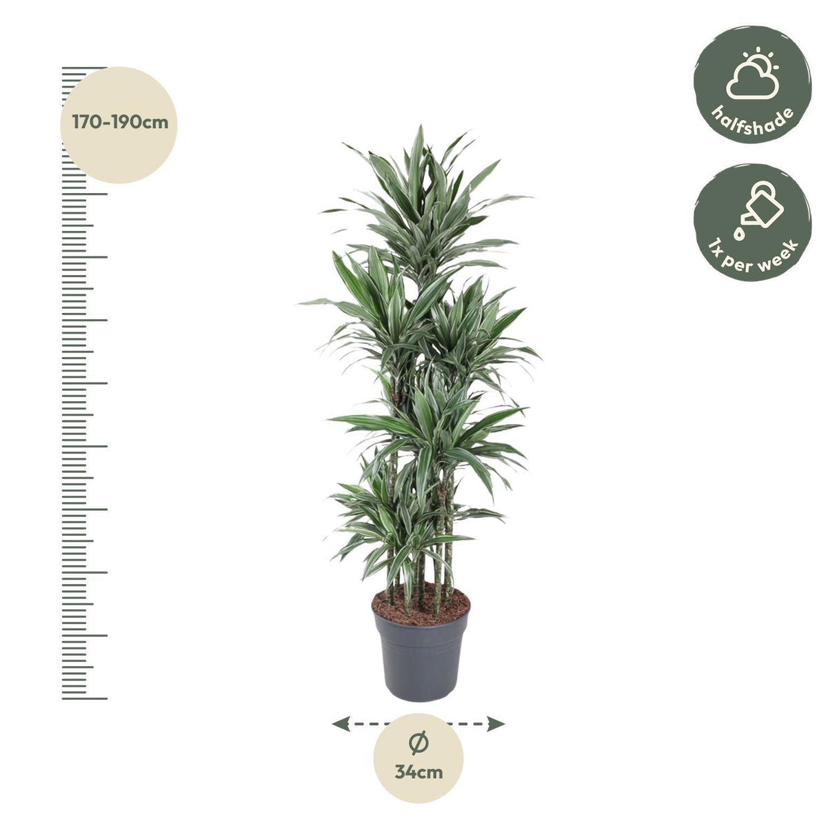 Dracaena Warneckei Carrousel ↕ 180 cm hoog  ⟷ 34 cm pot