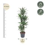 Dracaena Warneckei Carrousel ↕ 180 cm hoog  ⟷ 34 cm pot