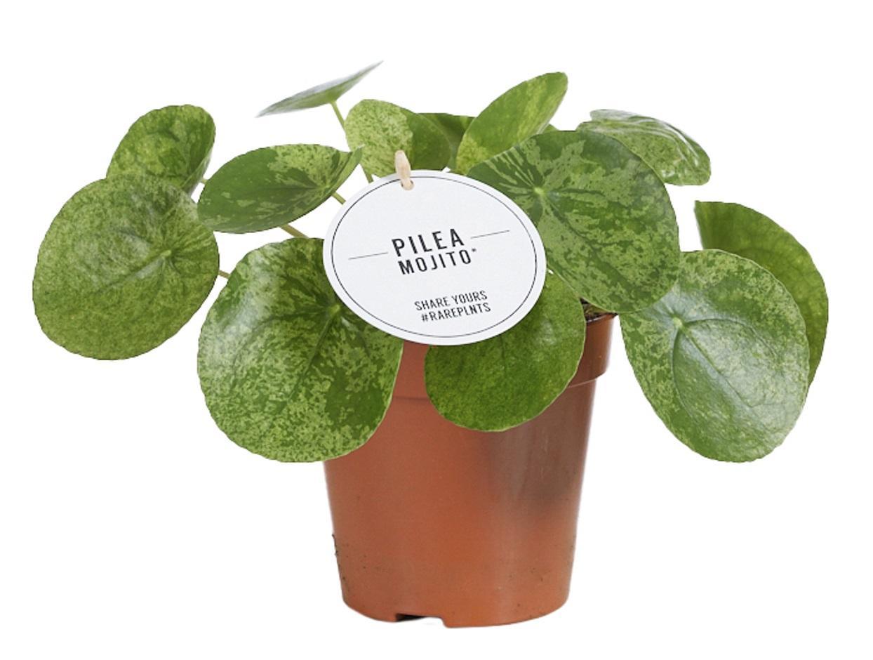 Pilea Mojito ↕ 20 cm hoog  ⟷ 13 cm pot