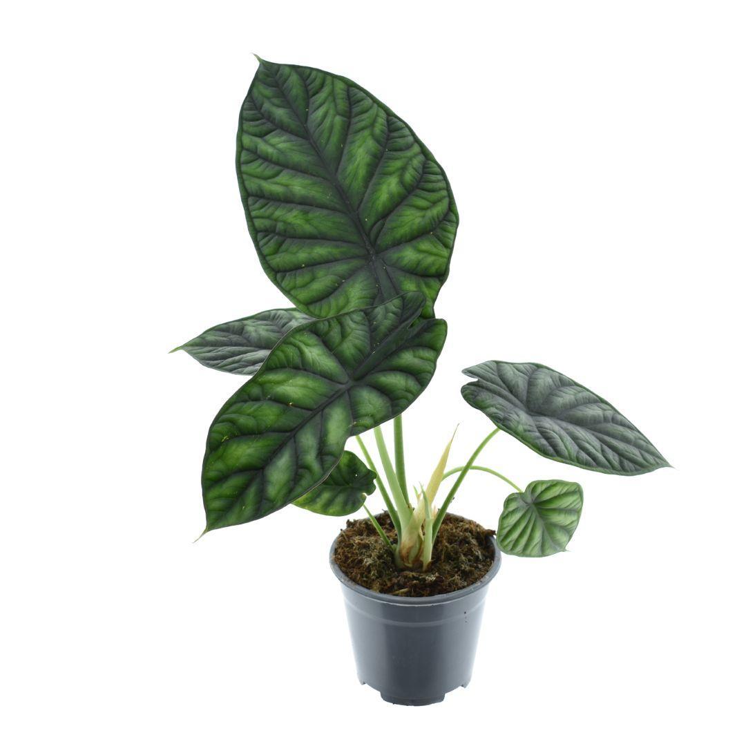 Alocasia Dragon Scale ↕ 30 cm de alto ⟷ maceta de 14 cm