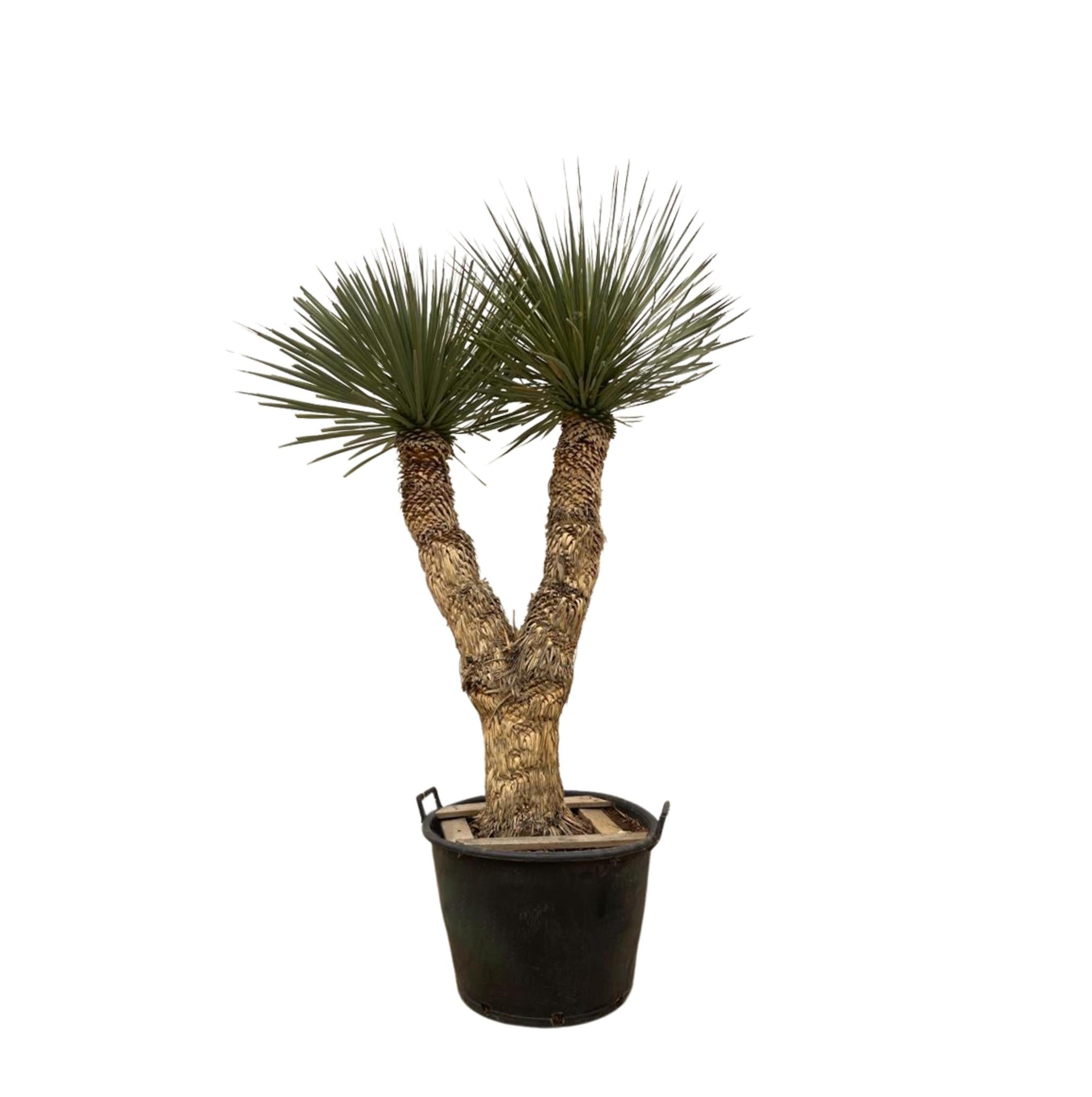Yucca Rostrata Hidra ↕ 190 cm hoog  ⟷ 60 cm pot