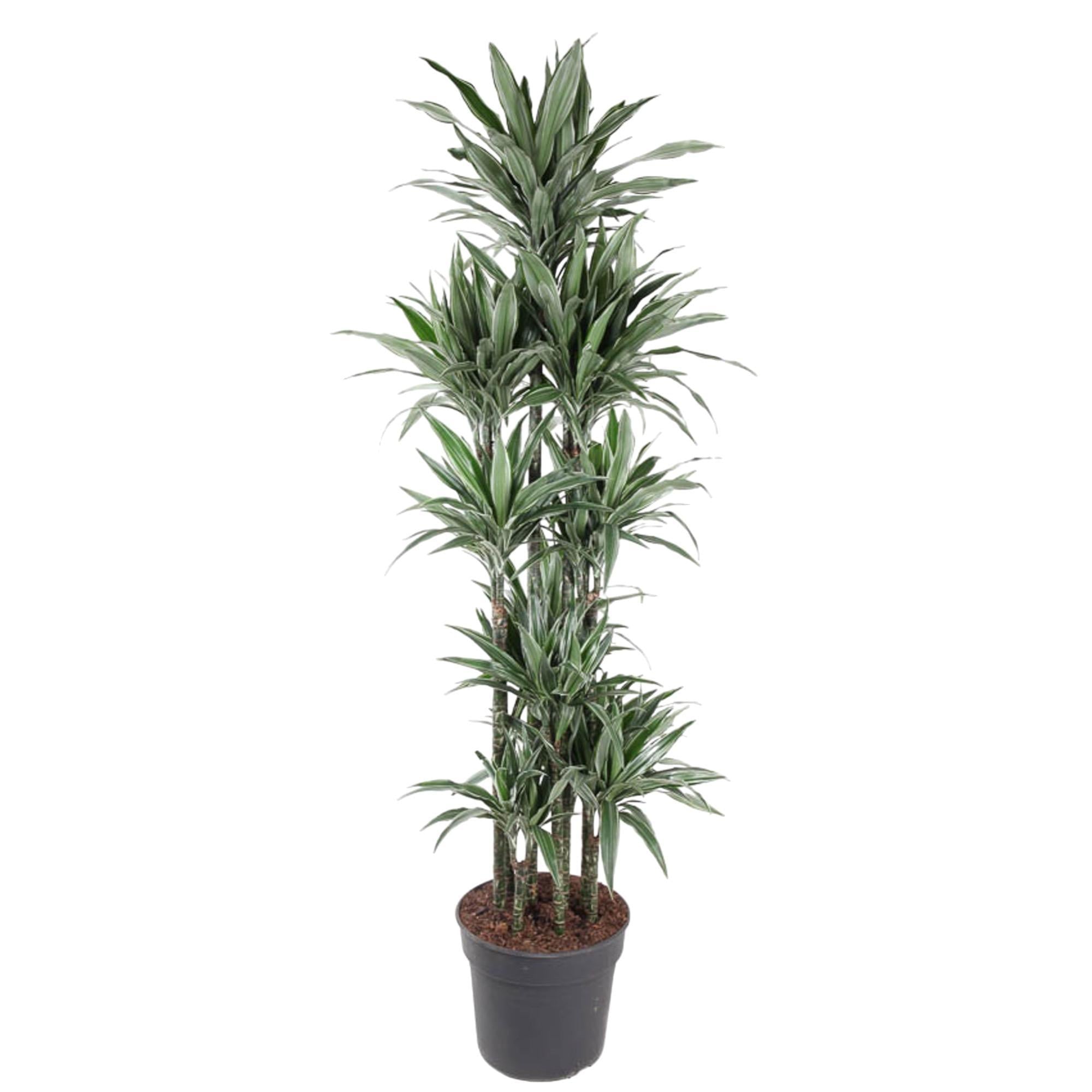Dracaena Warneckei Carrousel ↕ 210 cm hoog  ⟷ 41 cm pot