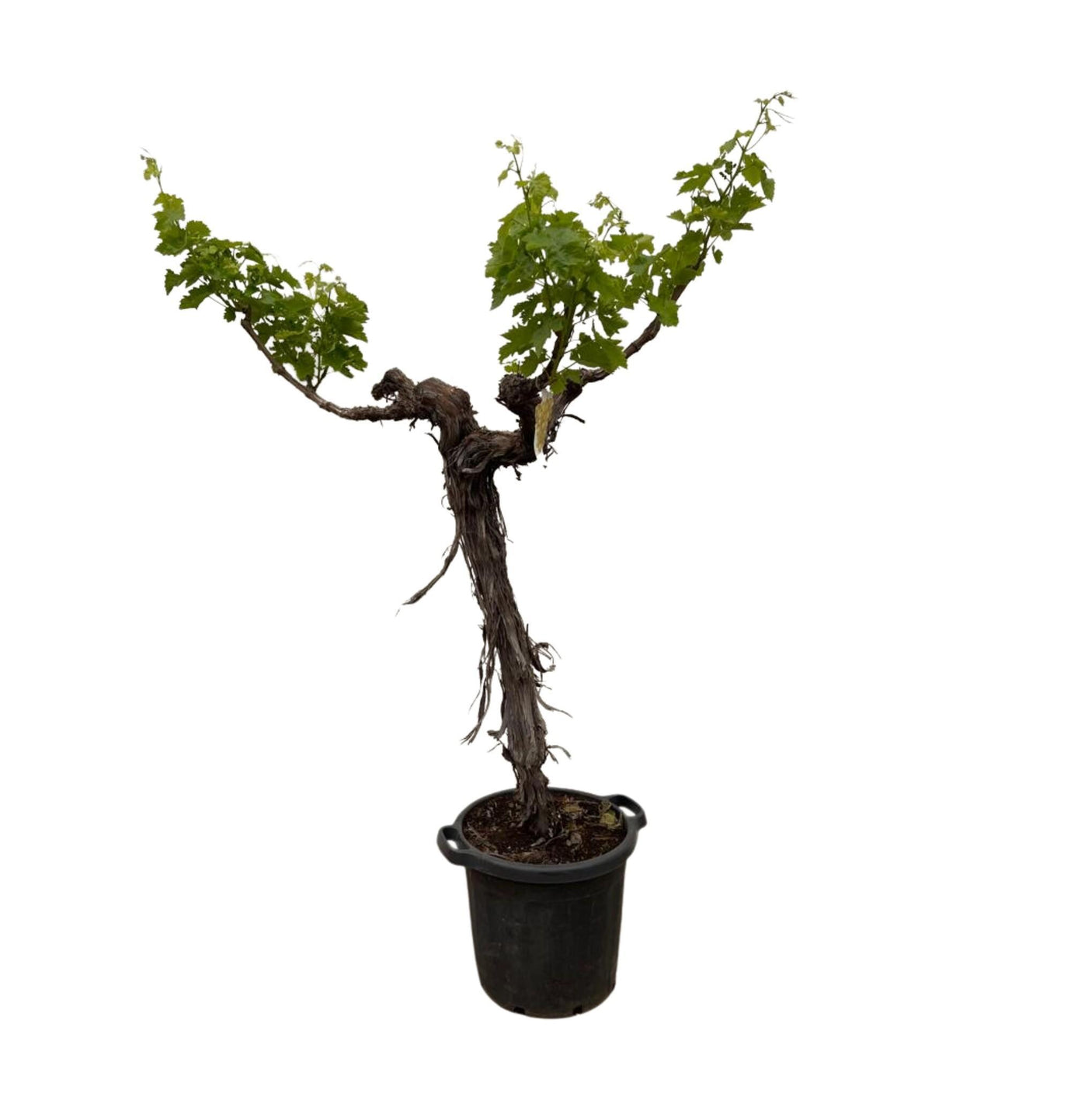 Vitis Vinifera stam vertakt ↕ 210 cm hoog  ⟷ 55 cm pot