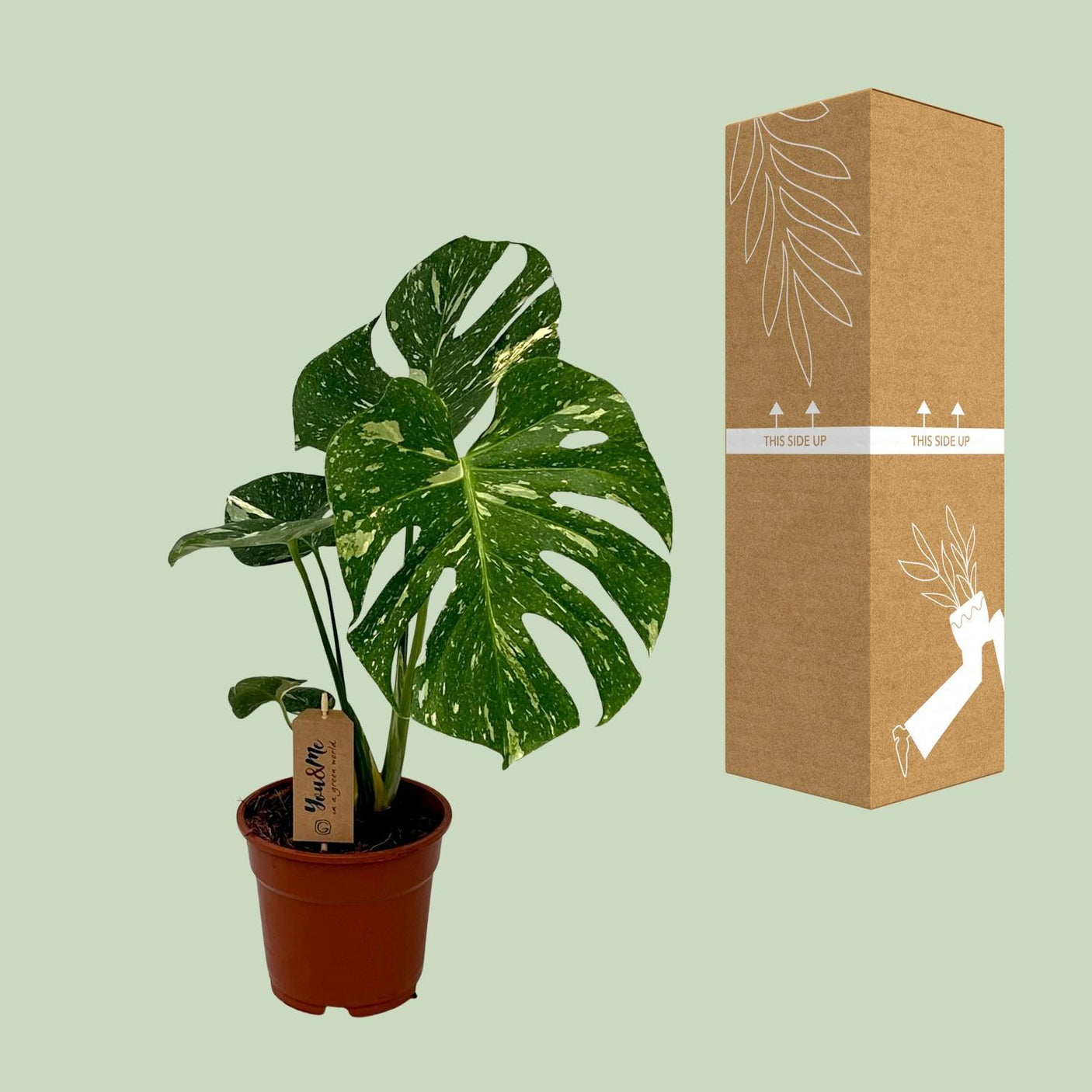 Monstera Deliciosa ↕ 50 cm hoog  ⟷ 15 cm pot